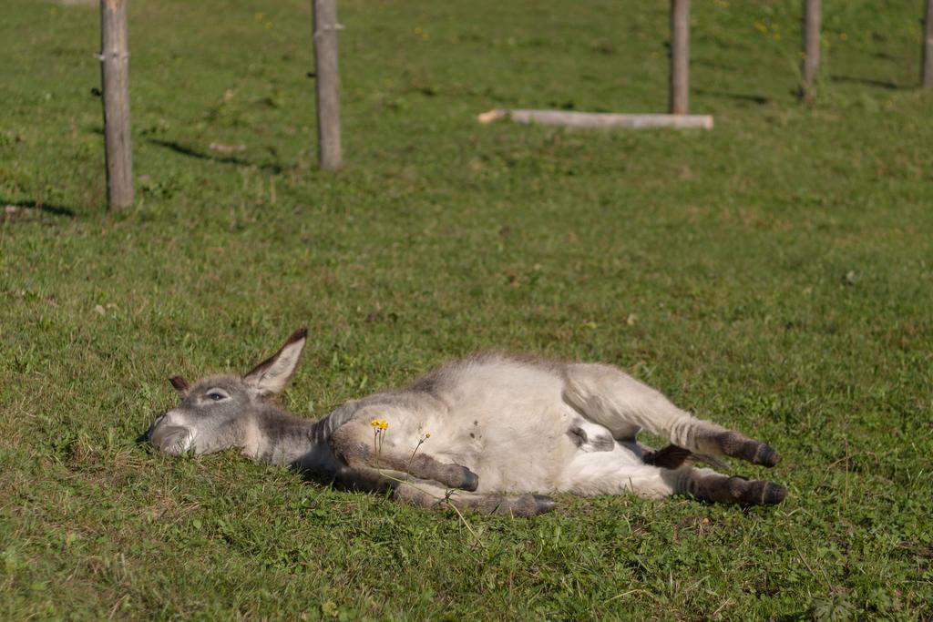 Winnewieser Вандойес Екстериор снимка