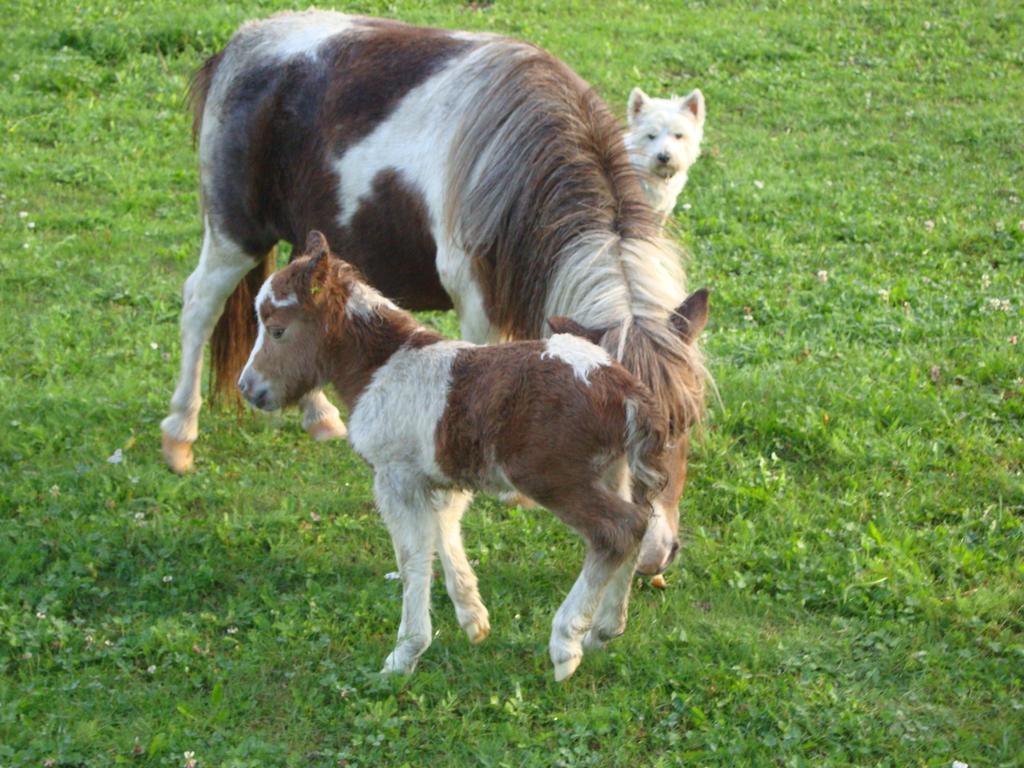Winnewieser Вандойес Екстериор снимка