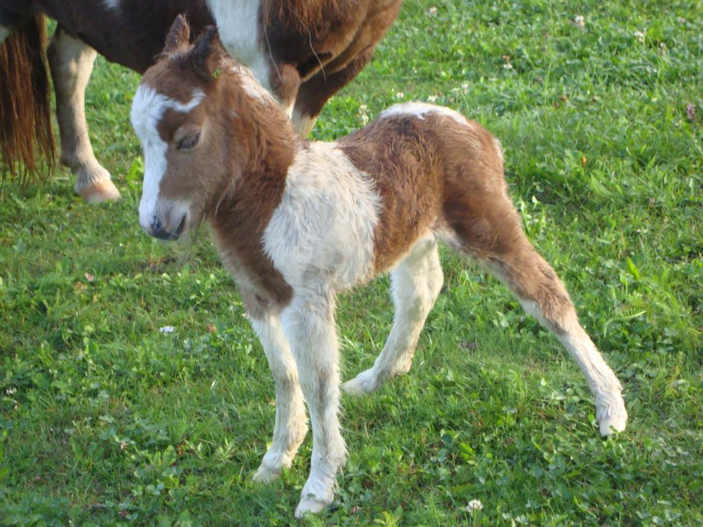 Winnewieser Вандойес Екстериор снимка
