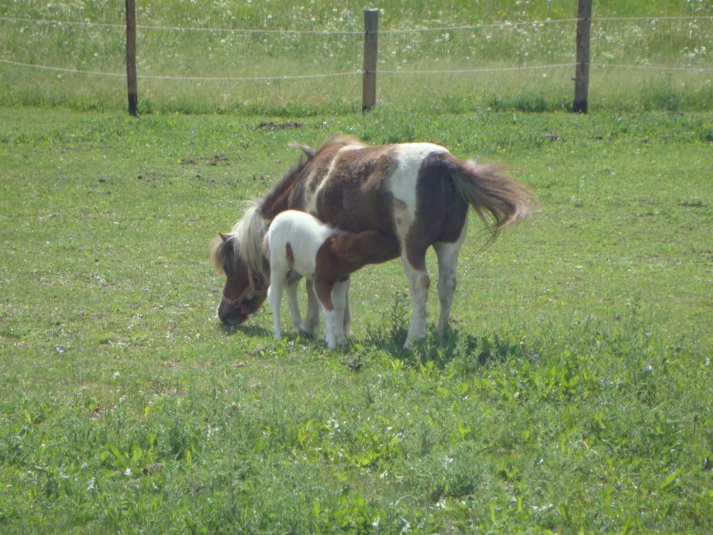 Winnewieser Вандойес Екстериор снимка